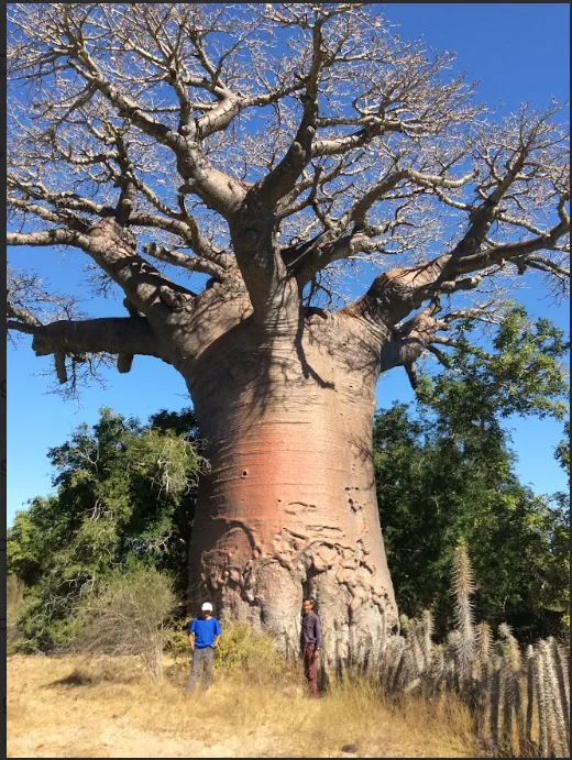 MADéC - Développement Madagascar